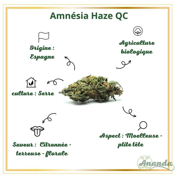 caractéristiques amnesia haze fleur cbd