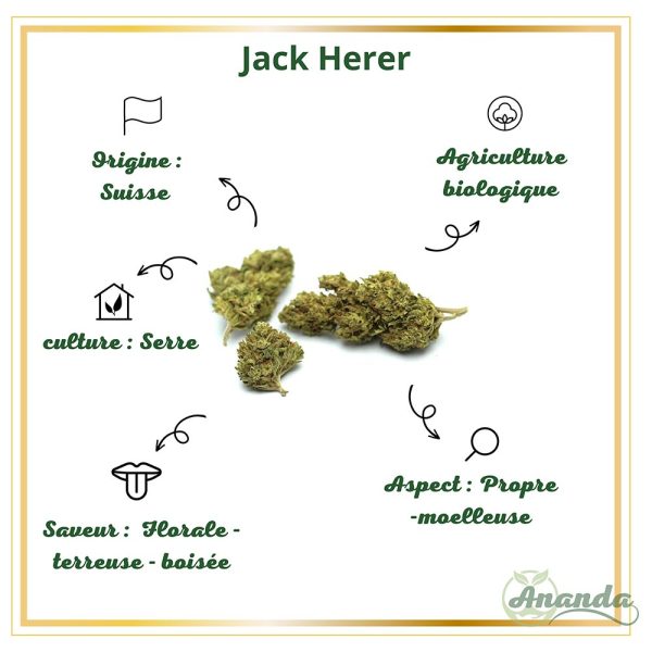 caractéristiques jack herer fleur cbd