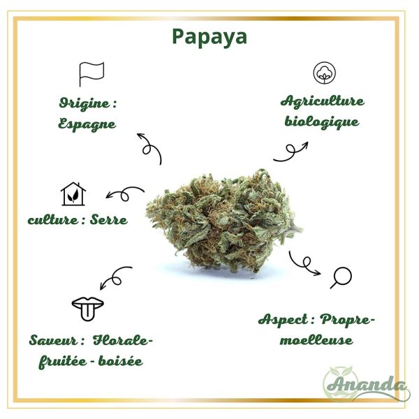 caractéristiques fleur cbd papaya