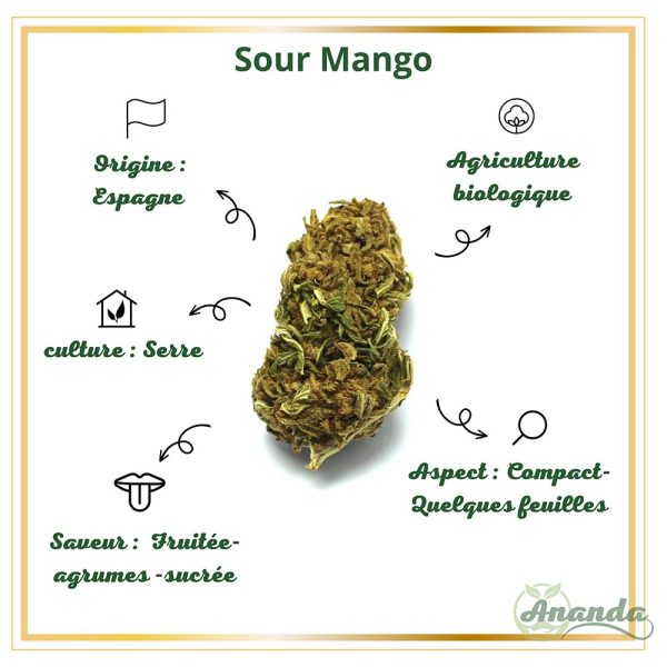 caractéristiques fleur cbd sour mango